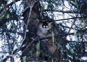 Cougar and Bobcat Hunt Idaho
