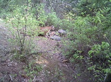 Cougar and Bobcat Idaho Hunt