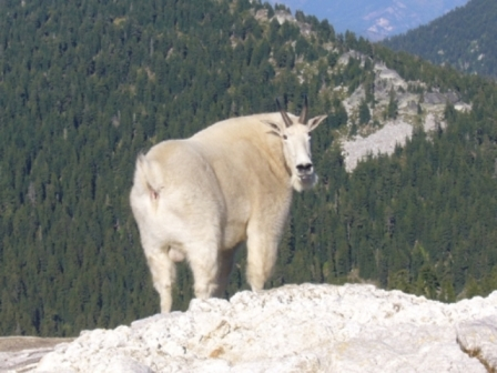 Mountain Goat Hunt Idaho