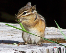 Outddoor Adventure Idaho camp wildlife