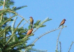 Outdoor Adventure Idaho Wild Bird Photography