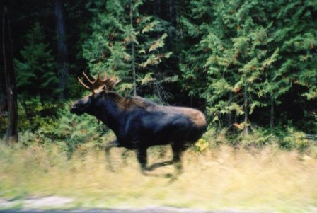 Shiras Bull Moose Hunt Idaho