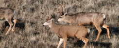 mule deer hunting in idaho, two mule deer bucks