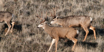 mule deer hunting in idaho, two mule deer bucks