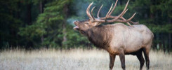 elk hunting in idaho